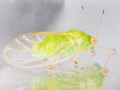 Cacopsylla peregrina